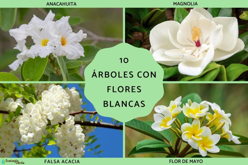 arbol con flores blancas grandes en primavera