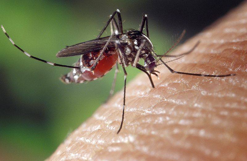 mosquito aedes aegypti en ambiente tropical